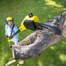 Best Leaf Removal  in Pleasant View, UT