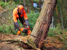 Best Tree Disease Treatment  in Pleasant View, UT