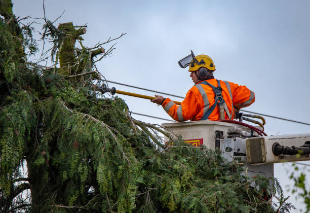 Best Tree Maintenance Programs  in Pleasant View, UT